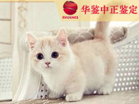自贡猫类动物鉴定
